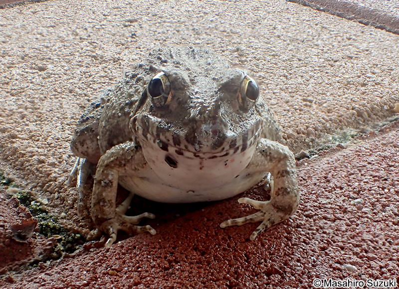 ヌマガエル Fejervarya kawamurai