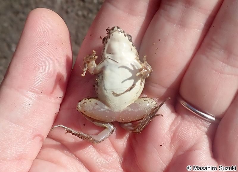 ヌマガエル Fejervarya kawamurai