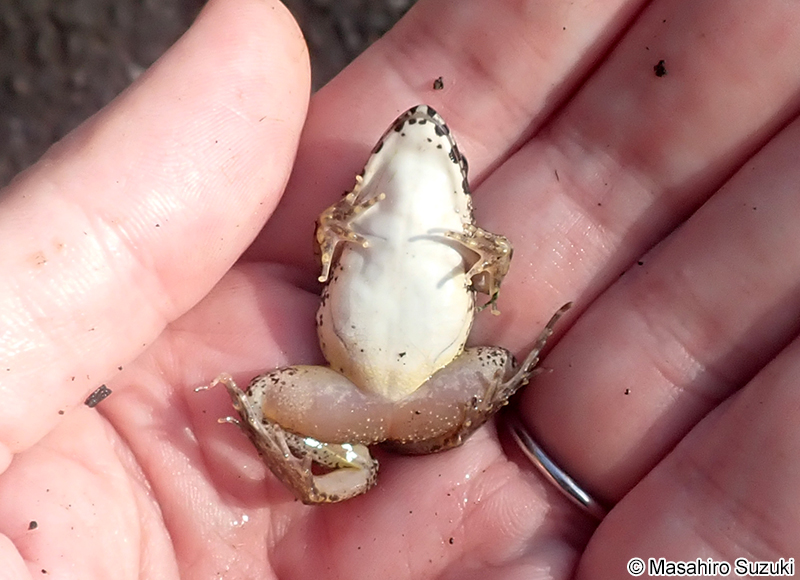 ヌマガエル Fejervarya kawamurai