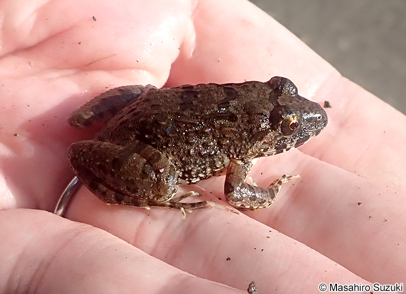 ヌマガエル Fejervarya kawamurai