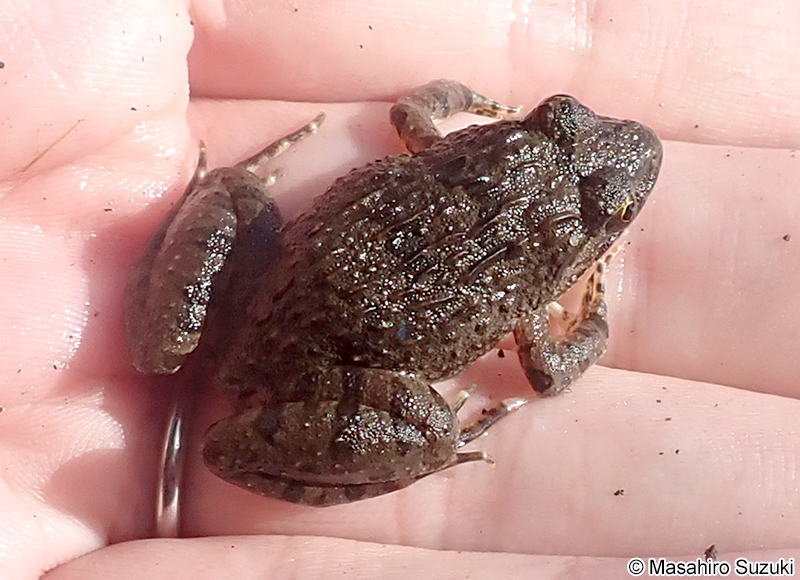 ヌマガエル Fejervarya kawamurai