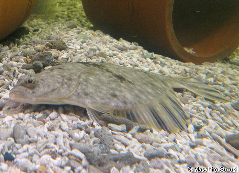 ヌマガレイ Platichthys stellatus