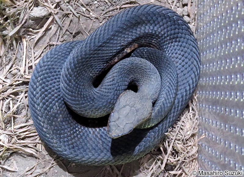 ヌママムシ Agkistrodon piscivorus