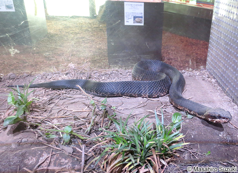 ヌママムシ Agkistrodon piscivorus