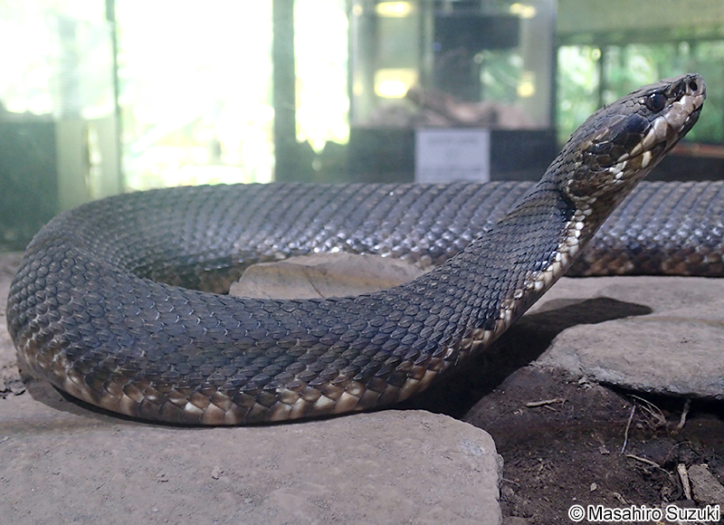ヌママムシ Agkistrodon piscivorus