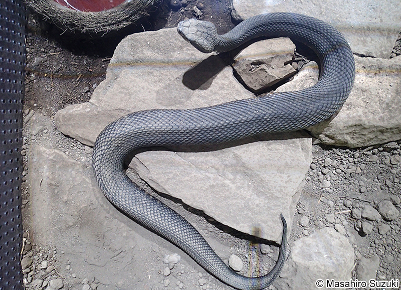 ヌママムシ Agkistrodon piscivorus