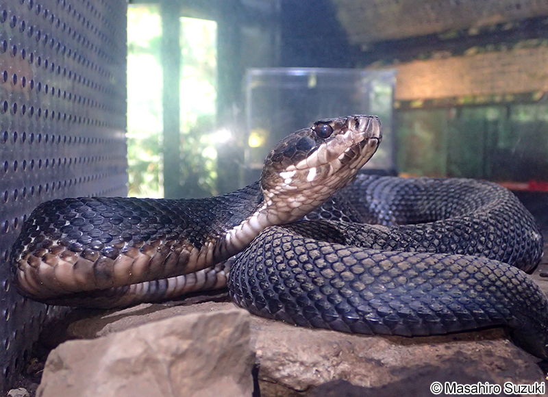 ヌママムシ Agkistrodon piscivorus