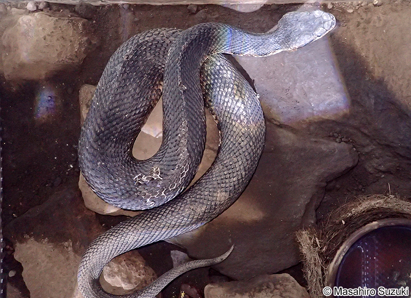 ヌママムシ Agkistrodon piscivorus