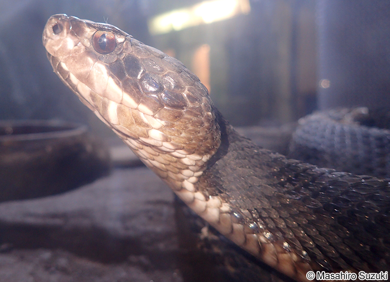 ヌママムシ Agkistrodon piscivorus