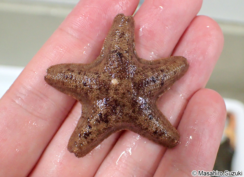 ヌノメイトマキヒトデ Aquilonastra batheri