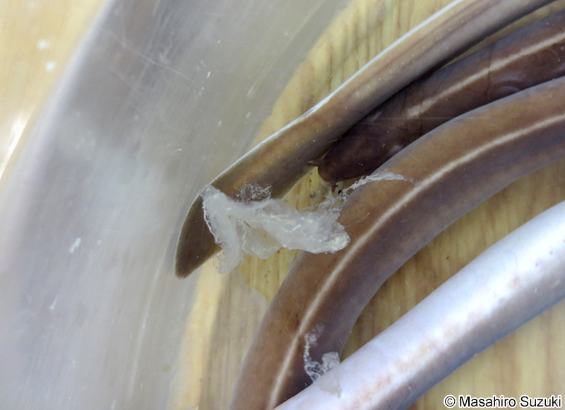 ヌタウナギ Eptatretus burgeri