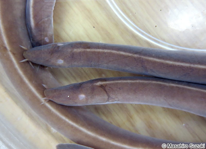 ヌタウナギ Eptatretus burgeri