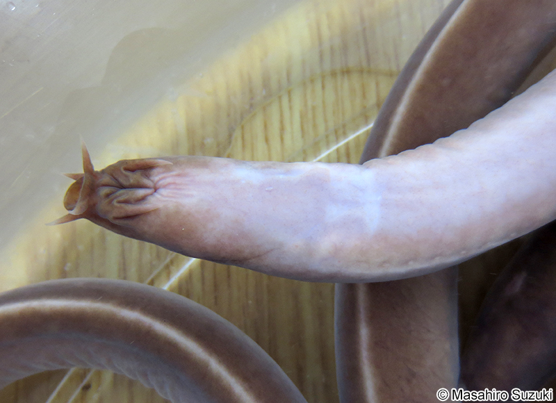 ヌタウナギ Eptatretus burgeri