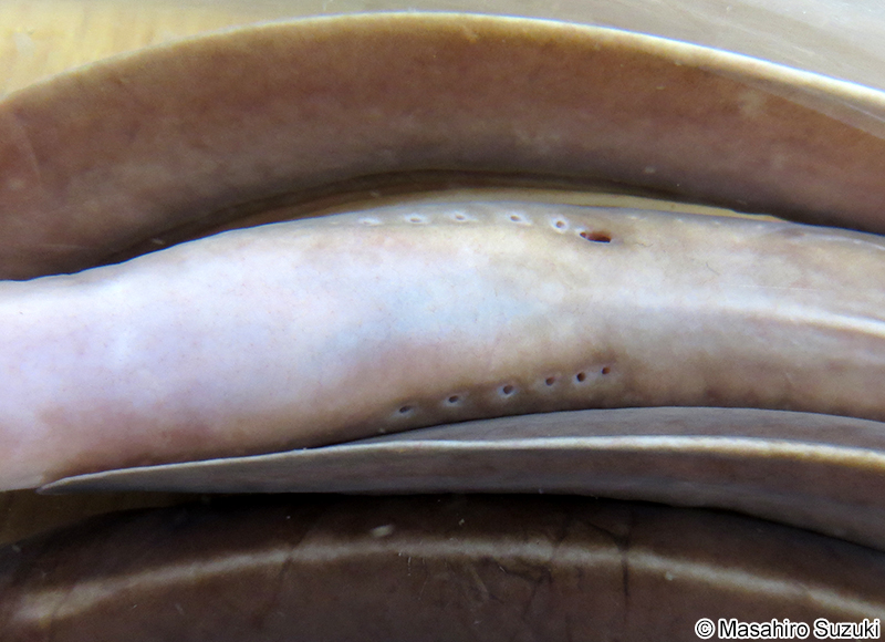 ヌタウナギ Eptatretus burgeri