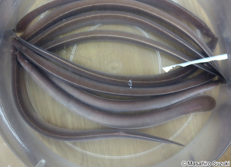 ヌタウナギ Eptatretus burgeri