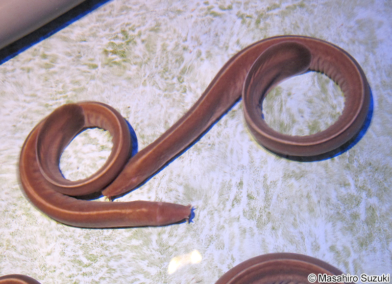 ヌタウナギ Eptatretus burgeri