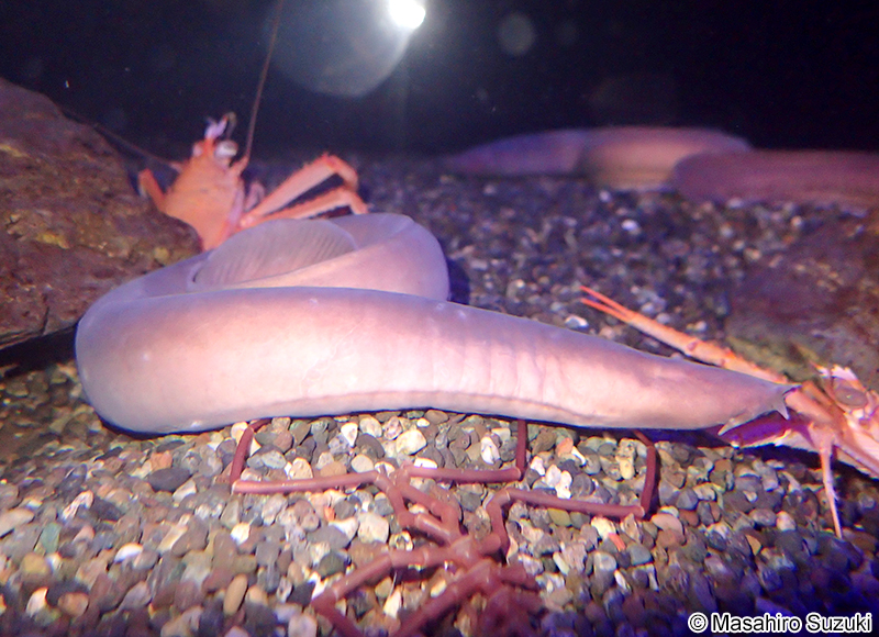 ヌタウナギ Eptatretus burgeri