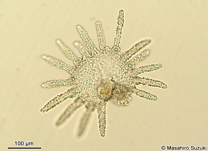 オベリアクラゲの仲間 Obelia sp.