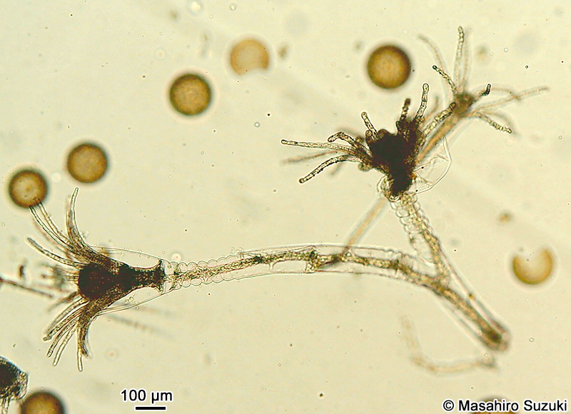 オベリアクラゲの仲間 Obelia sp.