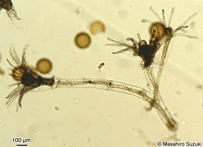 オベリアクラゲの仲間 Obelia sp.