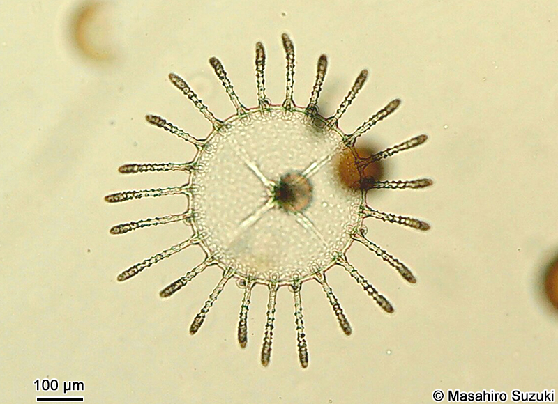 オベリアクラゲの仲間 Obelia sp.