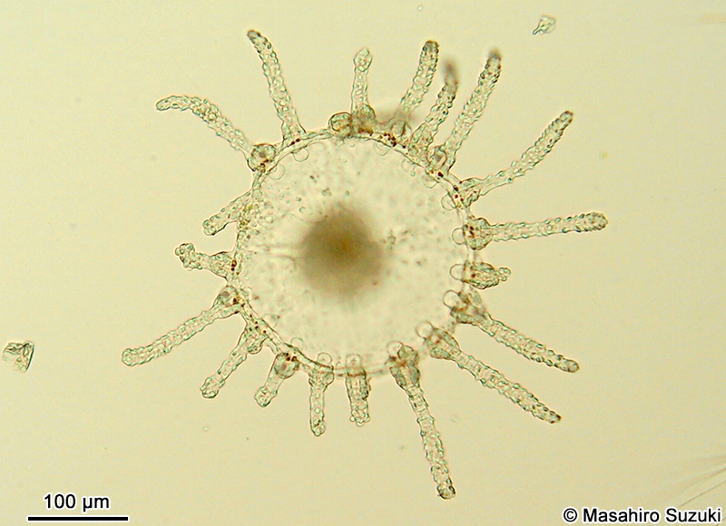 オベリアクラゲの仲間 Obelia sp.