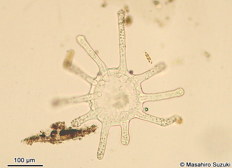 オベリアクラゲの仲間 Obelia sp.