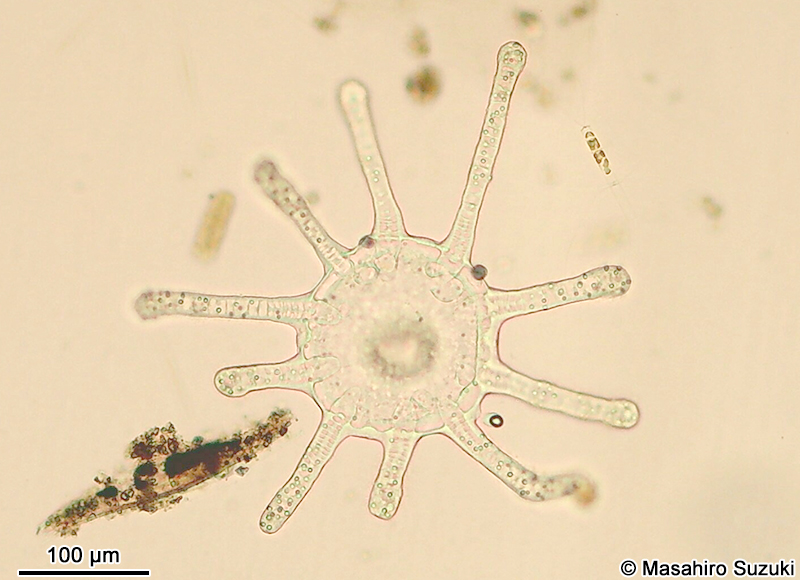 オベリアクラゲの仲間 Obelia sp.