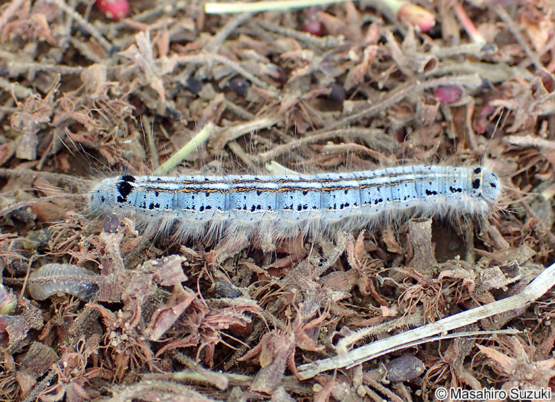オビカレハ Malacosoma neustria