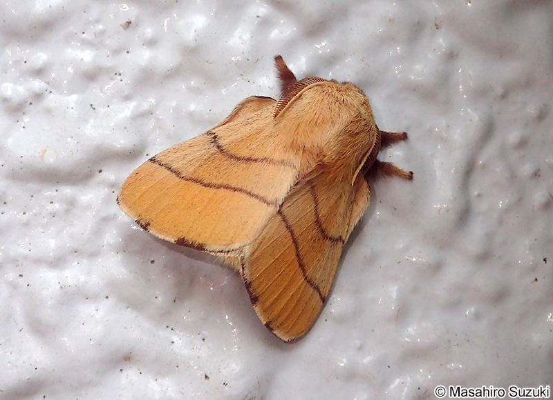オビカレハ Malacosoma neustria