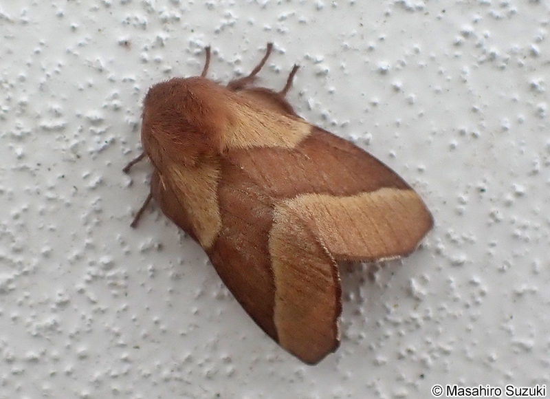オビカレハ Malacosoma neustria