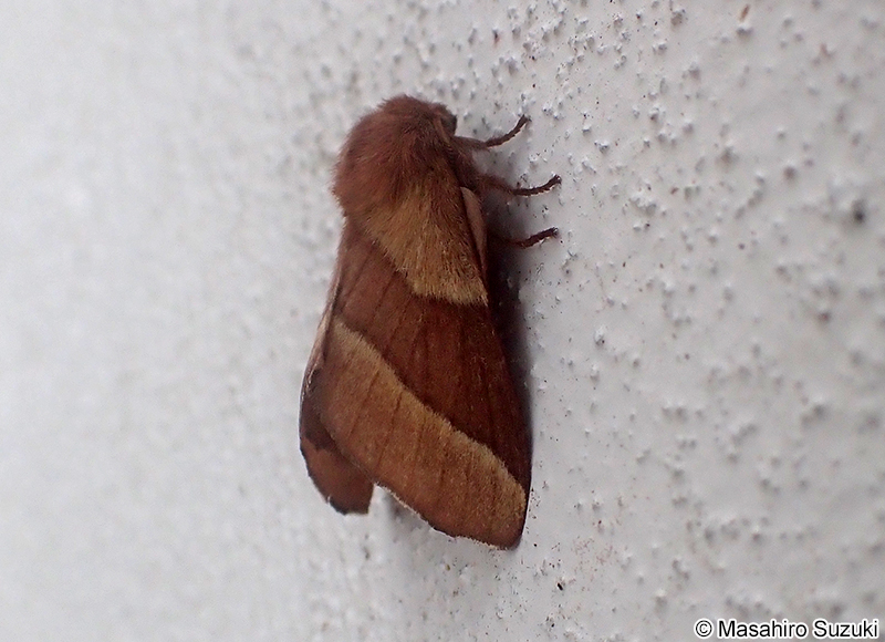 オビカレハ Malacosoma neustria