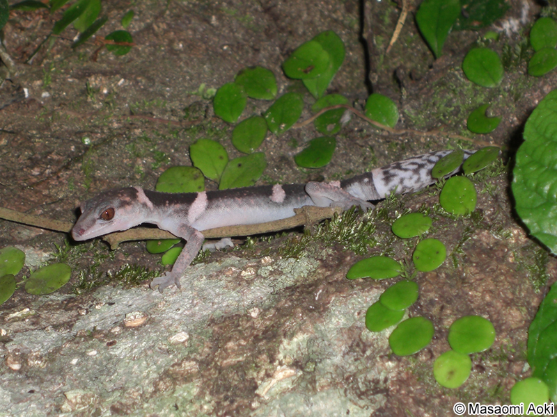 オビトカゲモドキ Goniurosaurus splendens