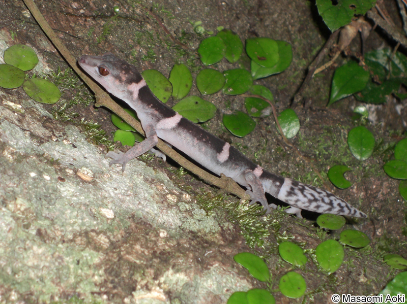 オビトカゲモドキ Goniurosaurus splendens