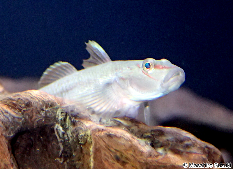 オガサワラヨシノボリ Rhinogobius ogasawaraensis