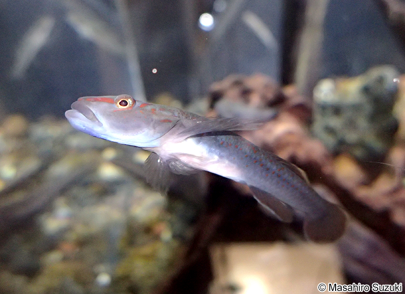オガサワラヨシノボリ Rhinogobius ogasawaraensis