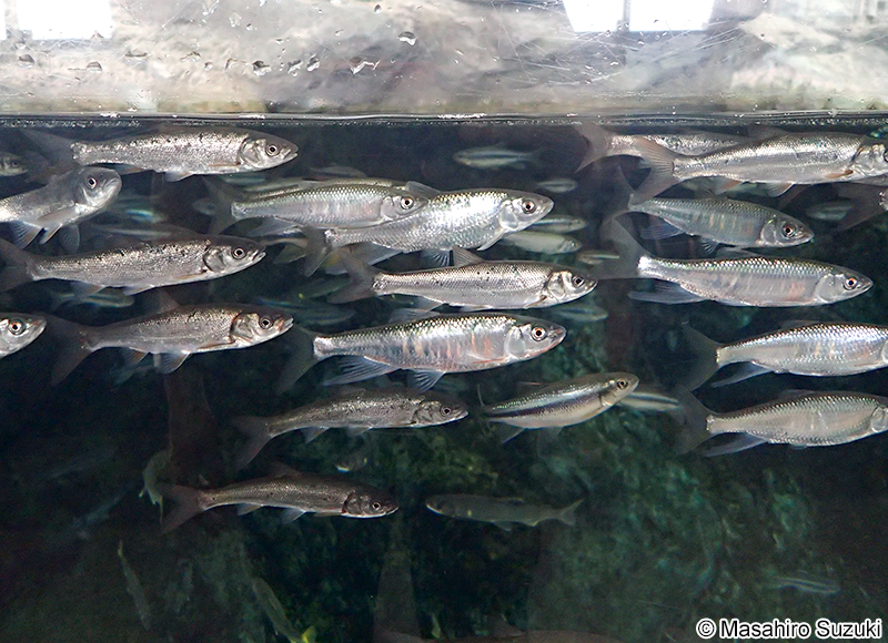 オイカワ Zacco platypus