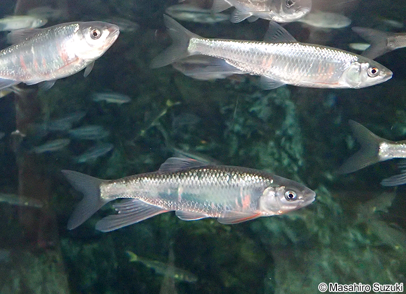 オイカワ Zacco platypus