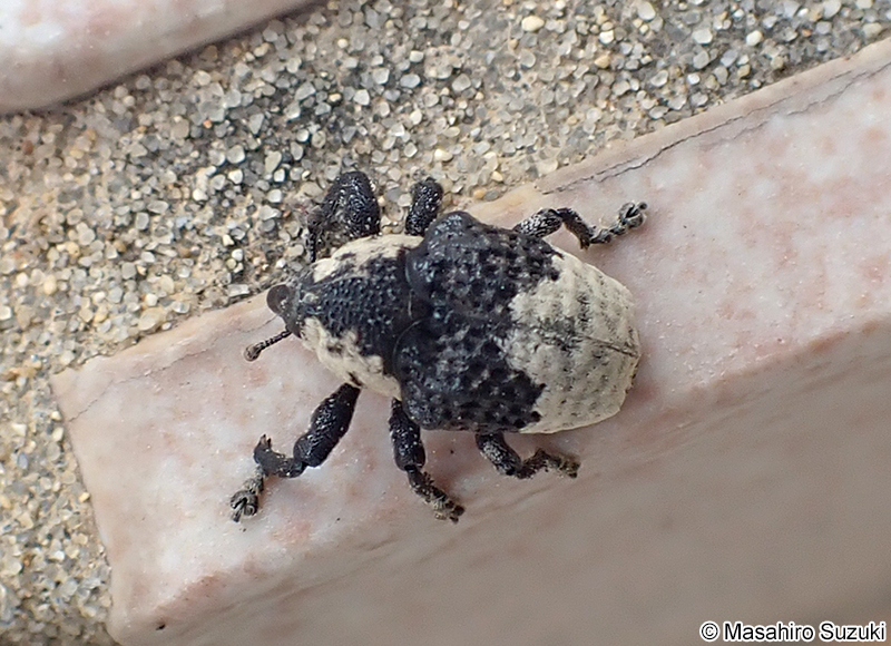 オジロアシナガゾウムシ Ornatalcides (Mesalcidodes) trifidus