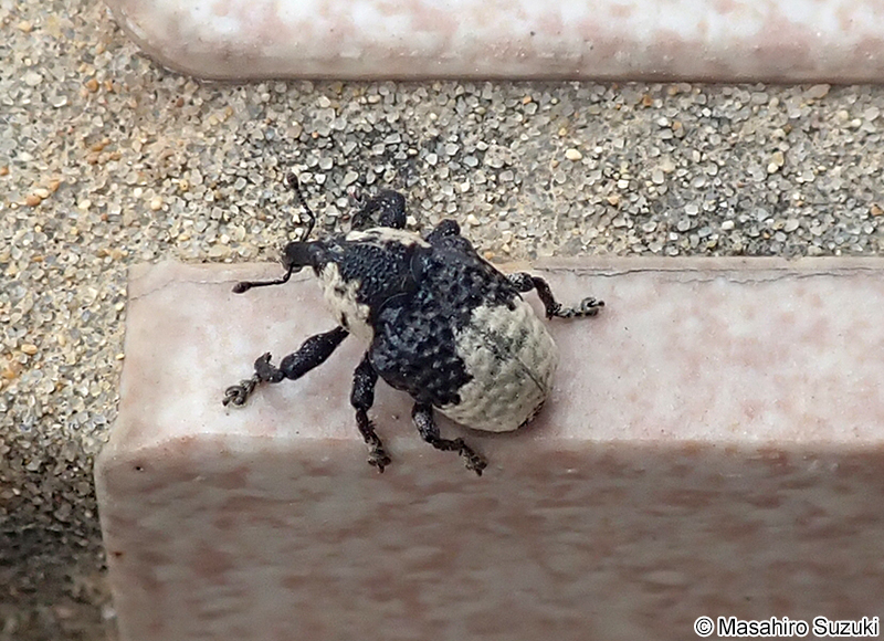 オジロアシナガゾウムシ Ornatalcides (Mesalcidodes) trifidus