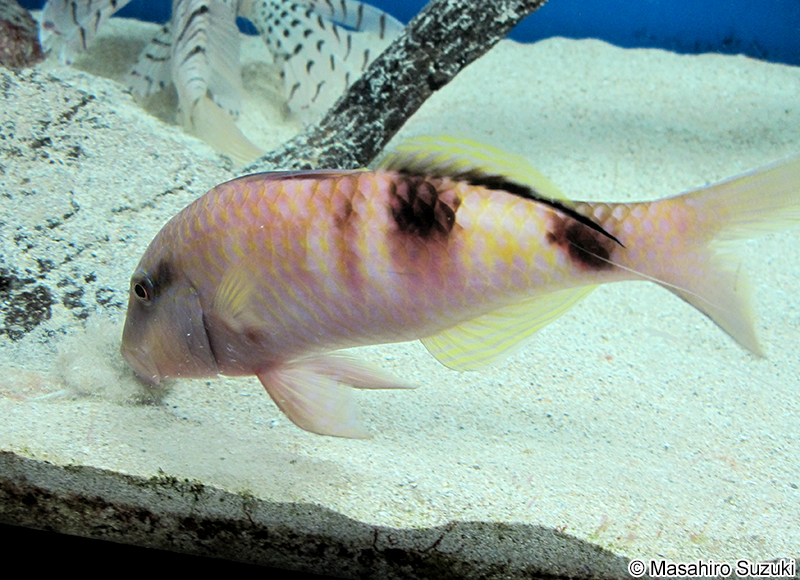 オジサン Parupeneus multifasciatus