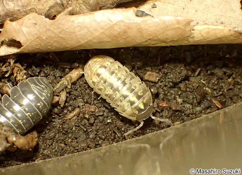 オカダンゴムシ Armadillidium vulgare