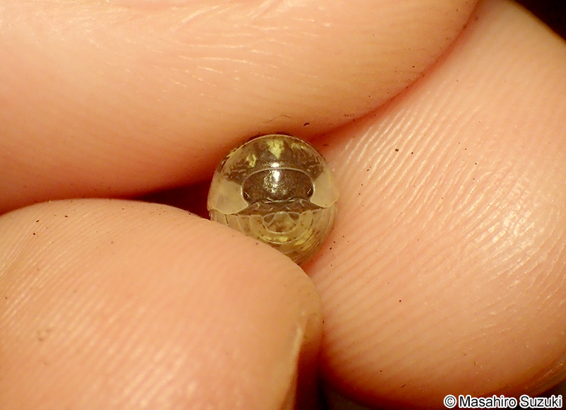 オカダンゴムシ Armadillidium vulgare