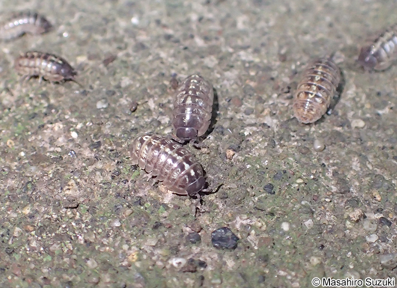 オカダンゴムシ Armadillidium vulgare