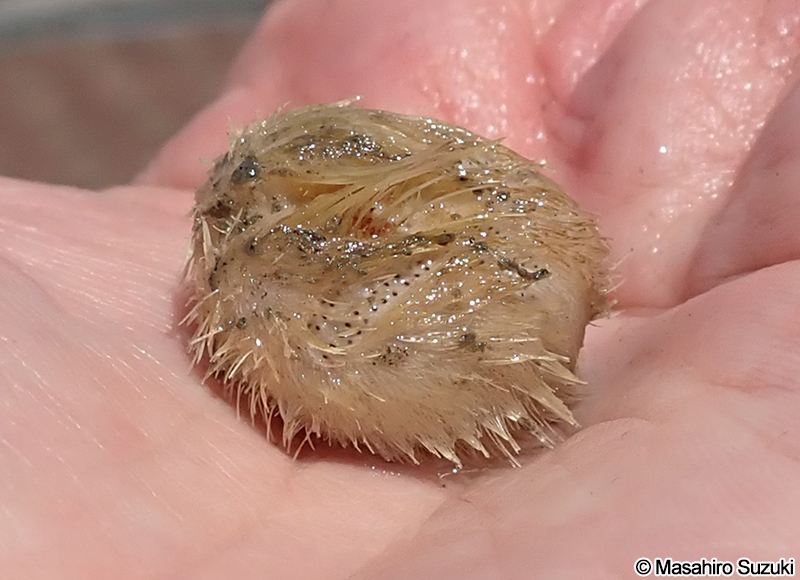 オカメブンブク Echinocardium cordatum