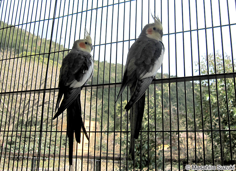 オカメインコ Nymphicus hollandicus