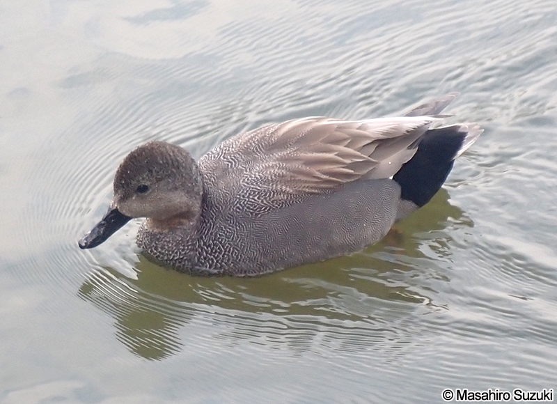 オカヨシガモ Mareca strepera