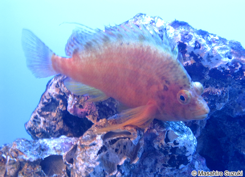 オキゴンベ Cirrhitichthys aureus