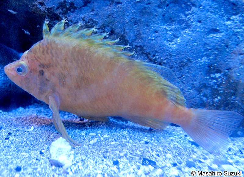 オキゴンベ Cirrhitichthys aureus