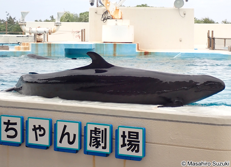 オキゴンドウ Pseudorca crassidens